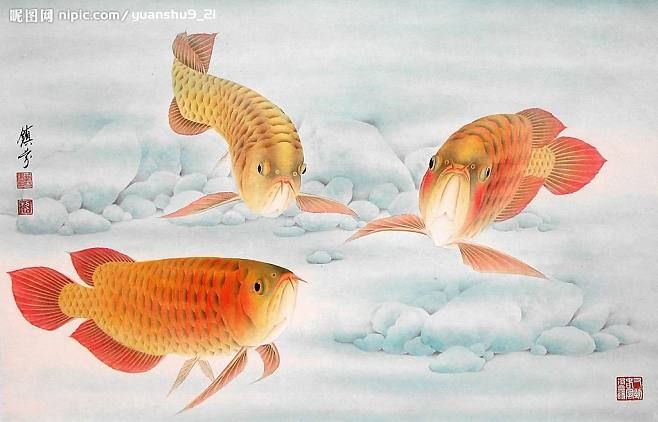 工筆畫金龍魚（工筆畫金龍魚的基本步驟）