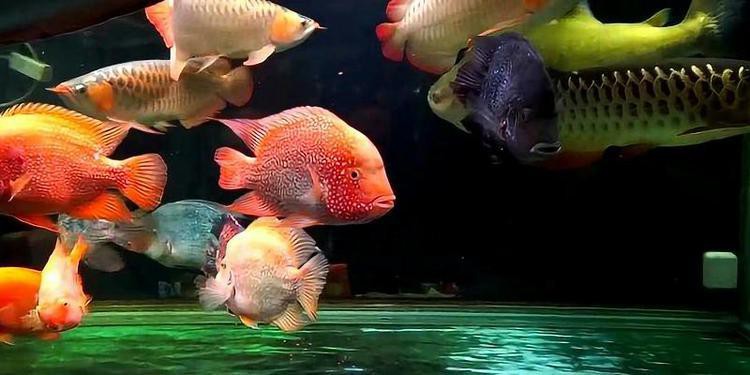 金龍魚鸚鵡魚