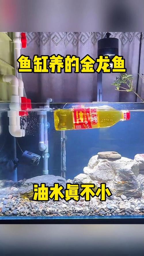金龍魚鸚鵡魚