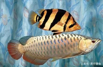 龍魚下鰭裂開了能好嗎（龍魚下鰭裂開是否能恢復）