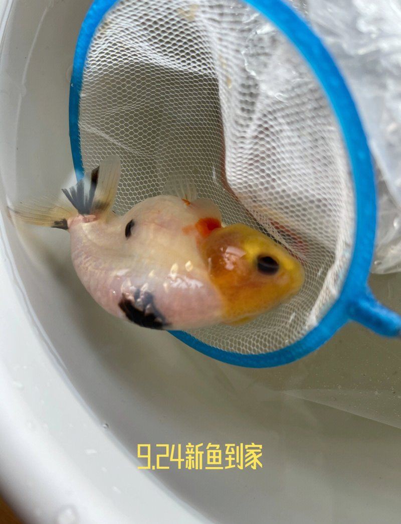 魚體充血多久會(huì)好