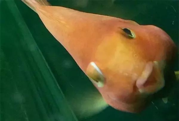 紅龍魚眼睛外凸自愈需要多長時間