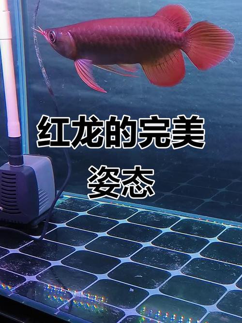 給我推薦一些高清的紅金龍魚壁紙 給我推薦一些高清的紅金龍魚壁紙 龍魚百科 第19張