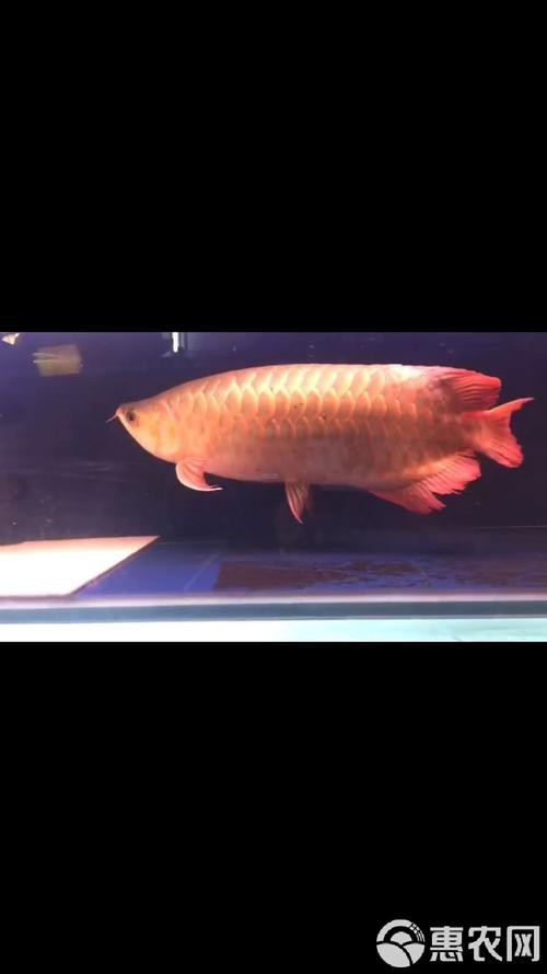 給我推薦一些高清的紅金龍魚壁紙 給我推薦一些高清的紅金龍魚壁紙 龍魚百科 第24張