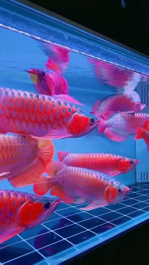 給我推薦一些高清的紅金龍魚壁紙 給我推薦一些高清的紅金龍魚壁紙 龍魚百科 第22張