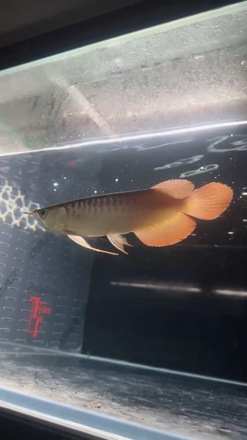 給我推薦一些高清的紅金龍魚壁紙 給我推薦一些高清的紅金龍魚壁紙 龍魚百科 第25張