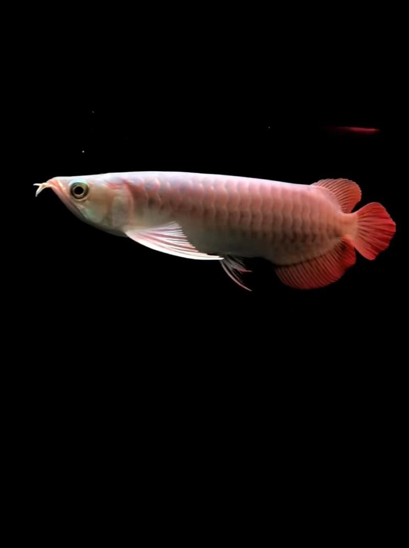 給我推薦一些高清的紅金龍魚壁紙 給我推薦一些高清的紅金龍魚壁紙 龍魚百科 第14張