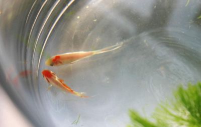 養龍魚心情唯美句子（以下是一些養龍魚心情唯美的句子：養龍魚心情唯美） 養龍魚心情唯美句子（以下是一些養龍魚心情唯美的句子：養龍魚心情唯美） 龍魚百科 第4張