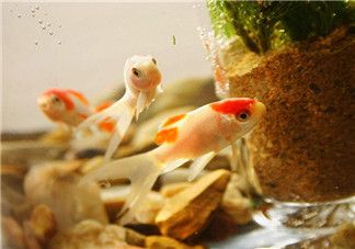 養龍魚心情唯美句子（以下是一些養龍魚心情唯美的句子：養龍魚心情唯美） 養龍魚心情唯美句子（以下是一些養龍魚心情唯美的句子：養龍魚心情唯美） 龍魚百科 第2張