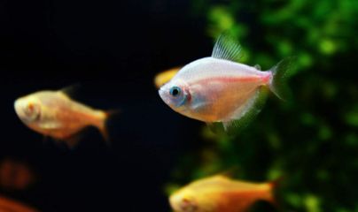 養龍魚心情唯美句子（以下是一些養龍魚心情唯美的句子：養龍魚心情唯美） 養龍魚心情唯美句子（以下是一些養龍魚心情唯美的句子：養龍魚心情唯美） 龍魚百科 第1張