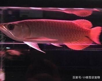 金龍魚壽命多久啊（如何判斷金龍魚的壽命） 金龍魚壽命多久啊（如何判斷金龍魚的壽命） 龍魚百科 第4張