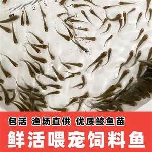 龍魚喂飼料好不好呀 龍魚喂飼料好不好呀 龍魚百科 第2張