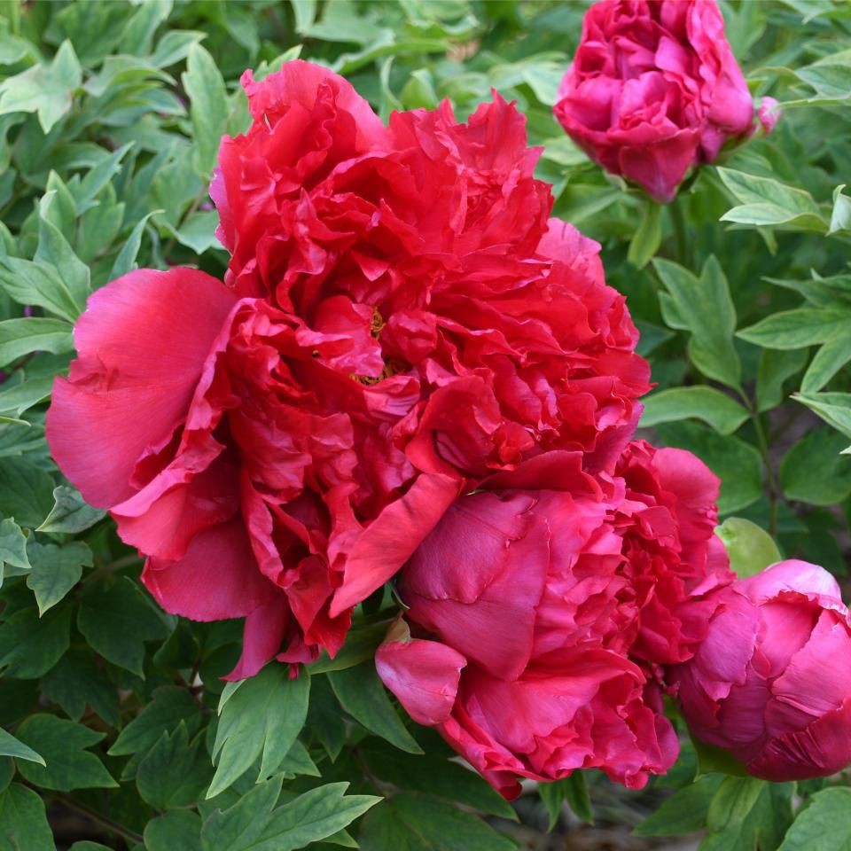 錦鯉的隱墨怎么出來