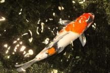 錦鯉的隱墨怎么出來