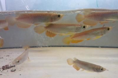 龍魚幼苗能不能從網(wǎng)上買到：龍魚幼苗可以從網(wǎng)上買到健康的優(yōu)質(zhì)幼龍魚幼苗嗎