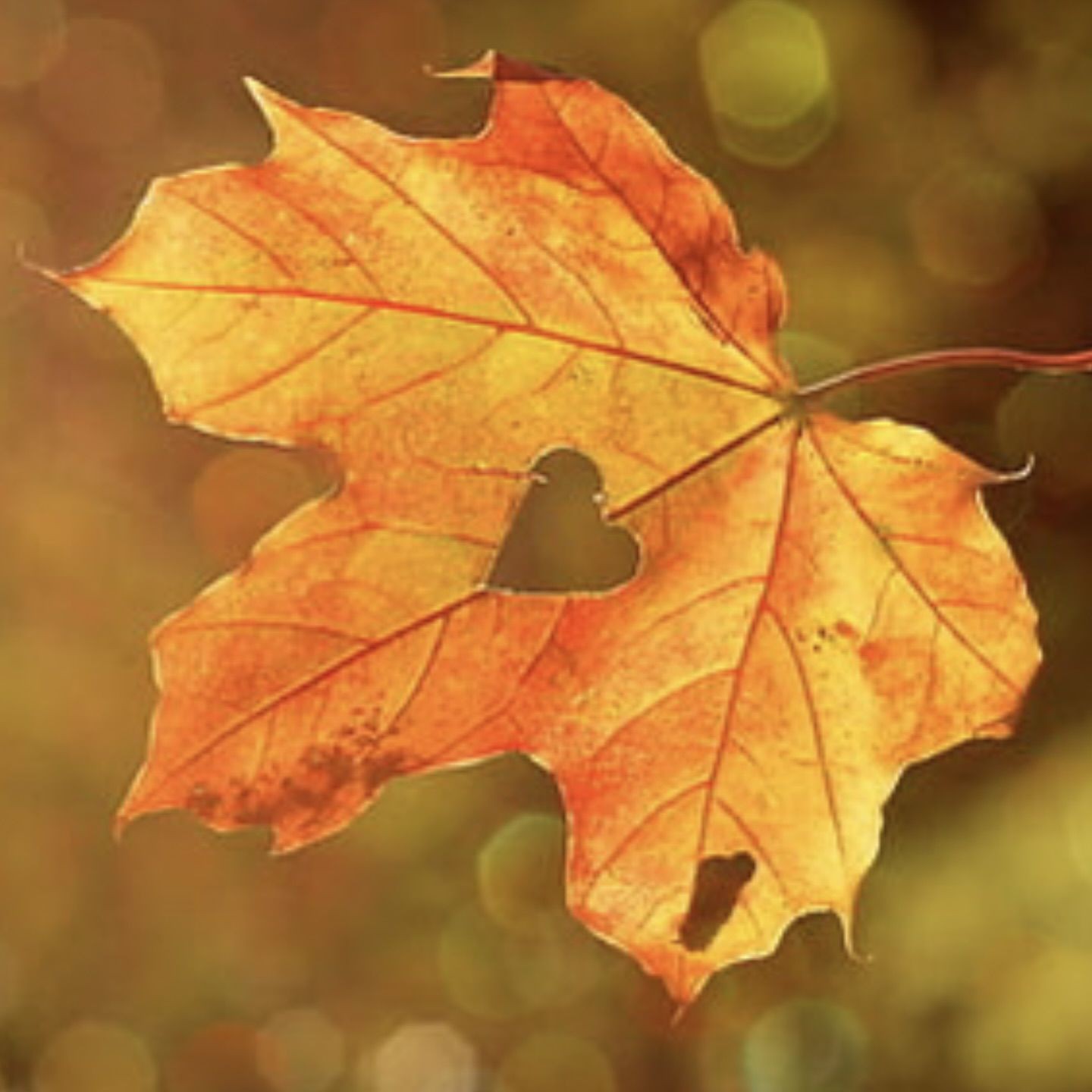 金木水火土的象征意義 金木水火土的象征意義 龍魚百科 第11張