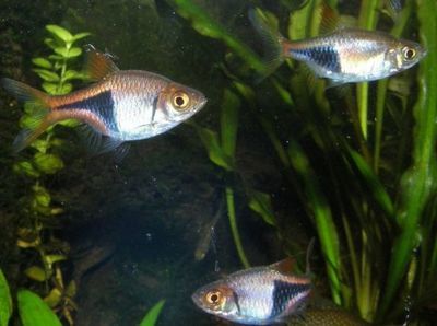 帝王三間和龍魚一起養行嗎：帝王三間和龍魚在生態習性上有一定的相似性，可能存在風險