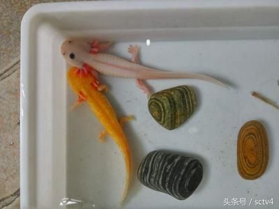 成都金龍魚港雙南店電話（成都金龍魚港雙南店028-85088509）