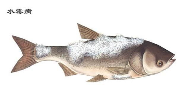 如何選擇皇家火箭魚的伴侶魚：皇家火箭魚混養成功案例分享