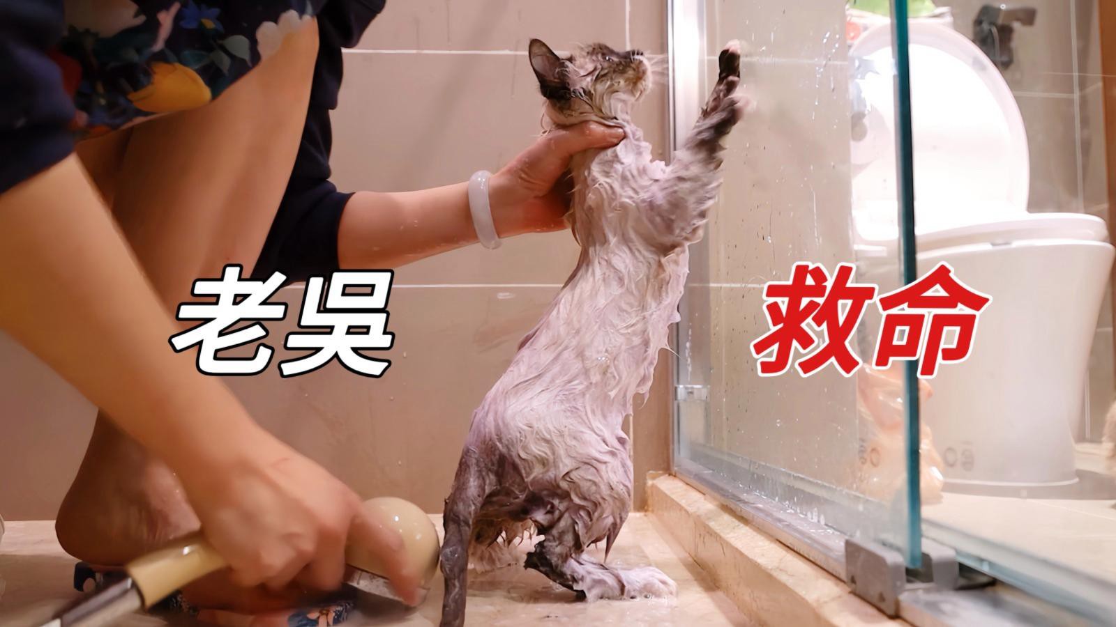 哪種貓適合與龍貓一起養？