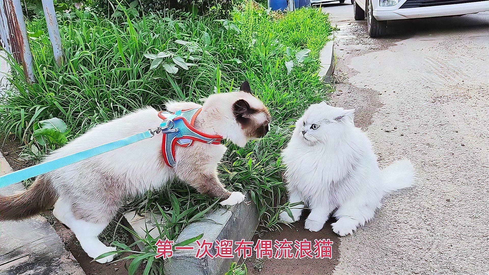 哪種貓適合與龍貓一起養？