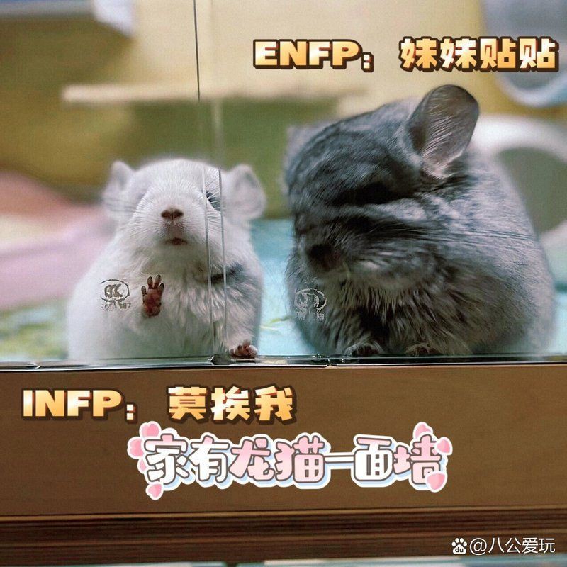 龍貓能不能一起養