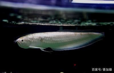 黃化銀龍魚可以長(zhǎng)多大（銀龍魚一年可以長(zhǎng)多少厘米,怎么養(yǎng)長(zhǎng)得快） 黃化銀龍魚可以長(zhǎng)多大（銀龍魚一年可以長(zhǎng)多少厘米,怎么養(yǎng)長(zhǎng)得快） 龍魚百科 第3張