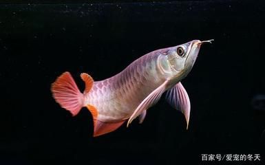 龍魚和什么魚混養最好風水好：龍魚混養對家居風水影響,龍魚混養風水布局技巧