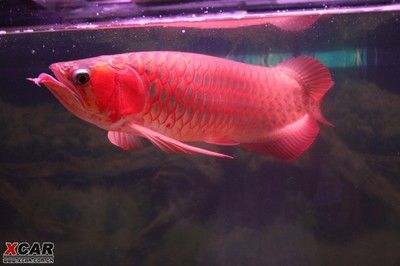 紅龍魚價(jià)格多少錢一條最貴：紅龍魚中最貴的品種是血紅龍