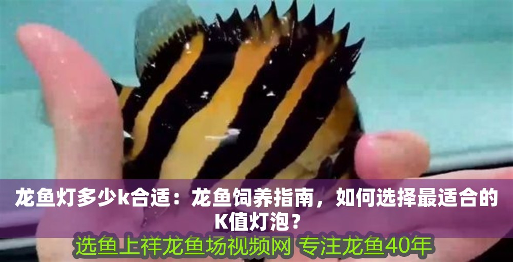 紅龍魚寄生蟲病圖：紅龍魚有寄生蟲怎么辦？該吃什么藥？