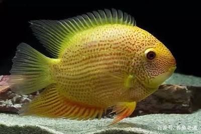 紅龍魚寄生蟲病圖：紅龍魚有寄生蟲怎么辦？該吃什么藥？