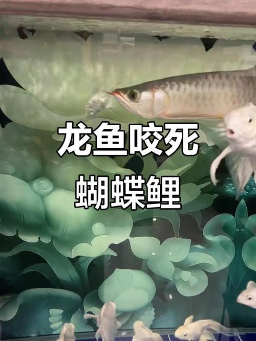 金魚跟龍魚混養好嗎圖片
