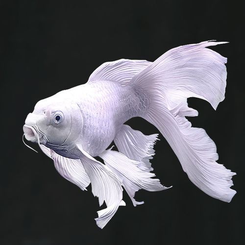 金魚跟龍魚混養好嗎圖片