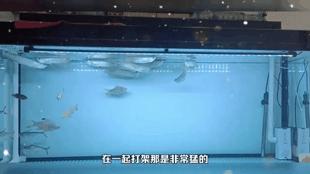 金魚跟龍魚混養好嗎圖片