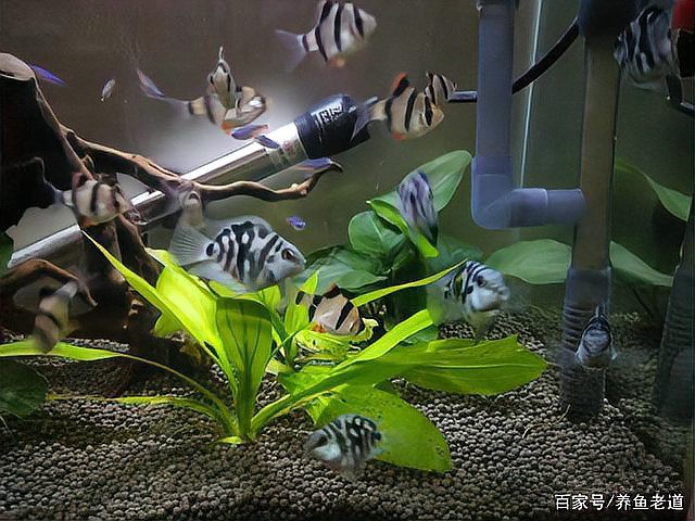 金魚跟龍魚混養好嗎圖片