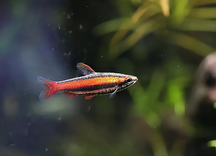 金魚跟龍魚混養好嗎圖片