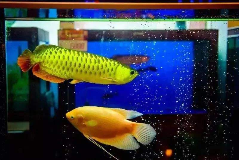 金魚跟龍魚混養好嗎圖片