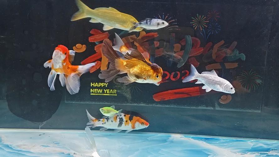 金魚跟龍魚混養好嗎圖片