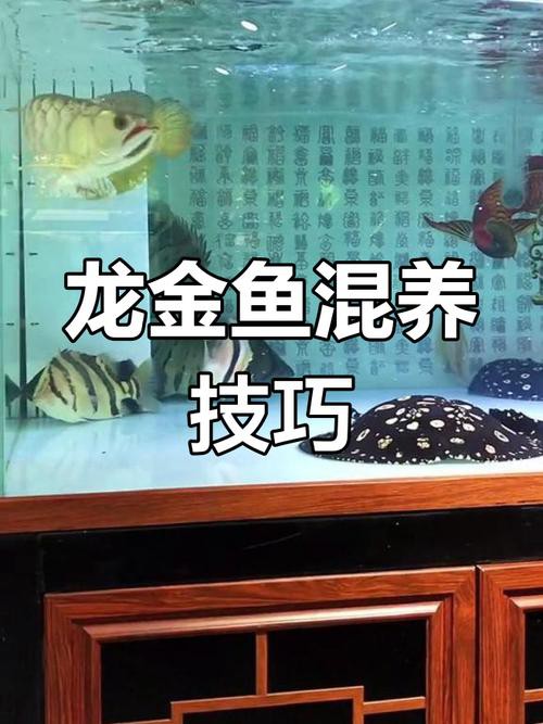 金魚跟龍魚混養好嗎圖片