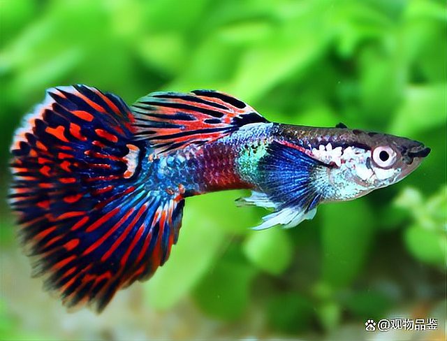 金魚跟龍魚混養好嗎圖片