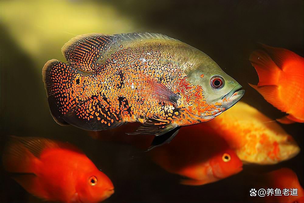 金魚跟龍魚混養好嗎圖片