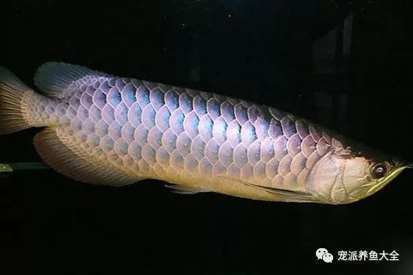 龍魚(yú)白眼病的醫(yī)治方法（如何治療龍魚(yú)白眼病） 龍魚(yú)白眼病的醫(yī)治方法（如何治療龍魚(yú)白眼病） 龍魚(yú)百科 第2張