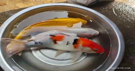 觀賞魚龍魚批發市場的相關信息：關于觀賞魚龍魚批發市場以下是一些相關信息僅供參考 觀賞魚龍魚批發市場的相關信息：關于觀賞魚龍魚批發市場以下是一些相關信息僅供參考 龍魚百科 第3張