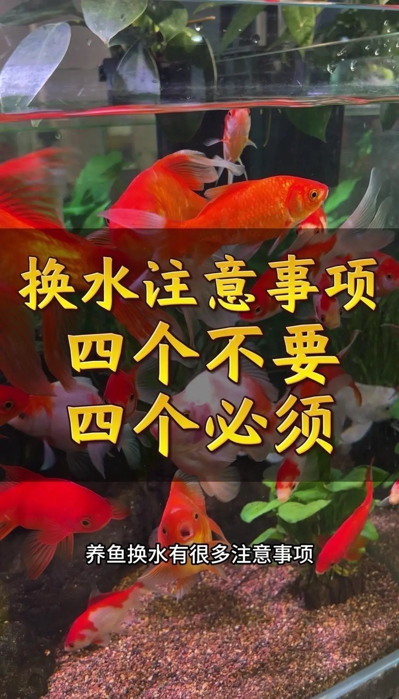 金龍魚換水后多久可以恢復(fù)正常活動(dòng)？ 金龍魚換水后多久可以恢復(fù)正常活動(dòng)？ 龍魚百科 第2張