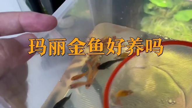 瑪麗金魚好養(yǎng)嗎 瑪麗金魚好養(yǎng)嗎 龍魚百科 第1張