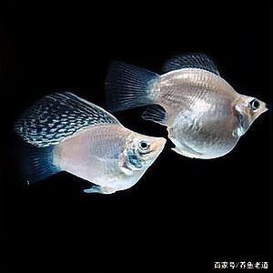 瑪麗金魚好養(yǎng)嗎 瑪麗金魚好養(yǎng)嗎 龍魚百科 第4張