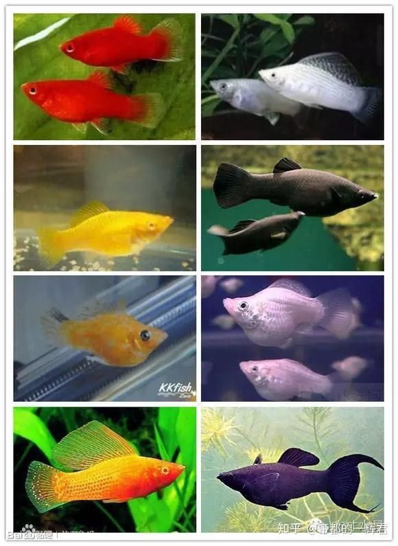 瑪麗金魚好養(yǎng)嗎 瑪麗金魚好養(yǎng)嗎 龍魚百科 第2張