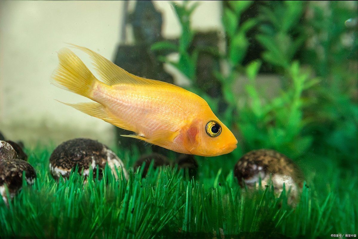 瑪麗金魚好養(yǎng)嗎 瑪麗金魚好養(yǎng)嗎 龍魚百科 第5張