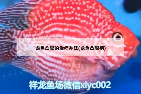 龍魚眼上長白膜用什么藥治好：龍魚水質改善的具體措施