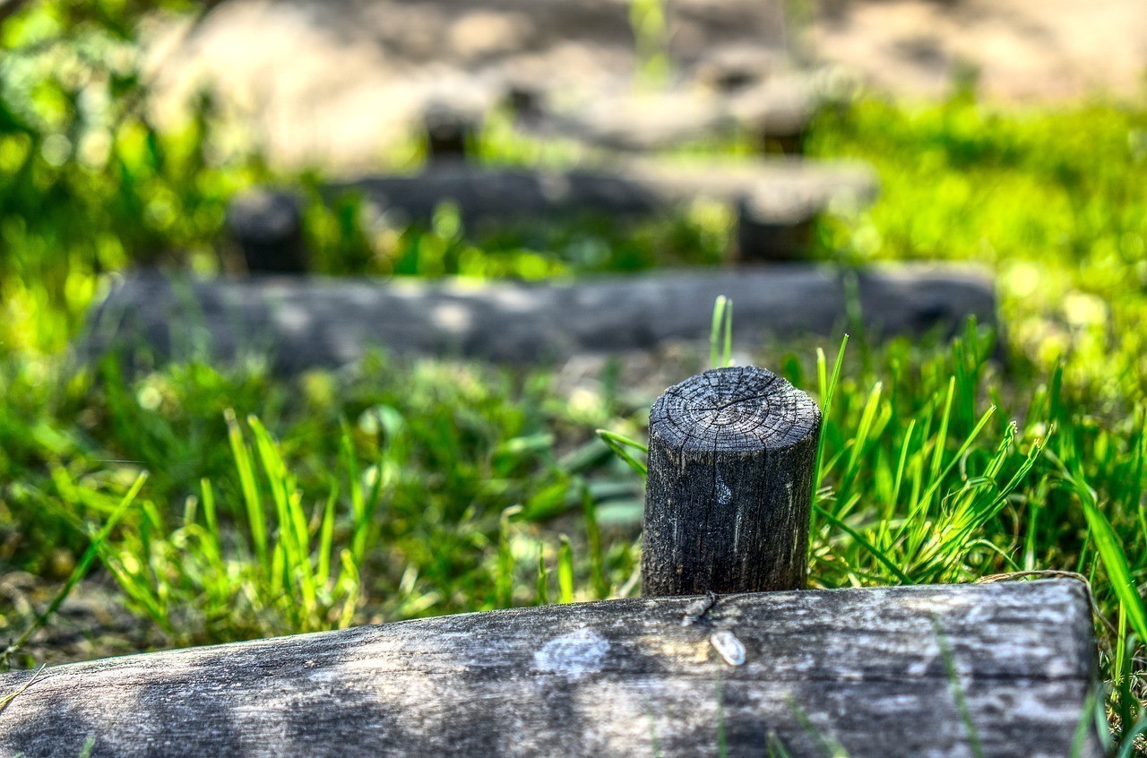 紅龍魚的最佳混養魚類：紅龍魚最佳5種配魚
